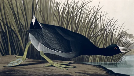 American Coot, from 